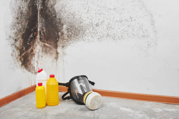 Professional Mold Removal in Wolf Creek, UT
