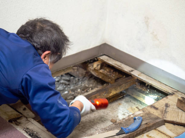 Best Mold Removal Process  in Wolf Creek, UT