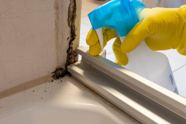 Best Affordable Mold Removal  in Wolf Creek, UT