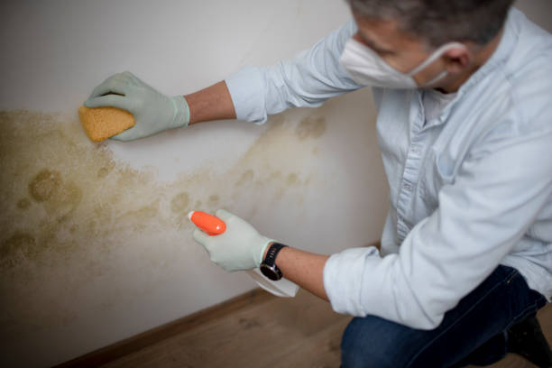 Best Fast Mold Removal  in Wolf Creek, UT