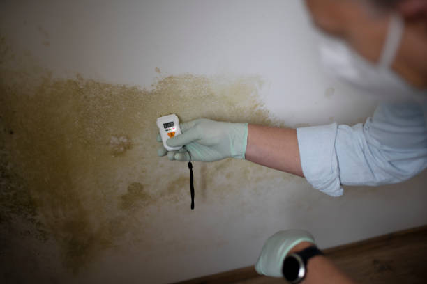 Best Certified Mold Removal  in Wolf Creek, UT