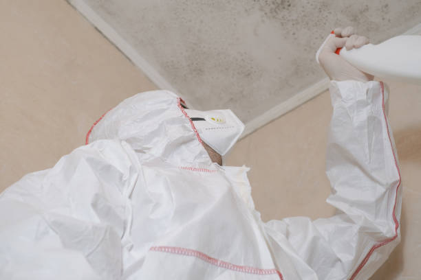 Best Mold Remediation  in Wolf Creek, UT