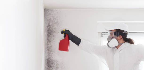 Best Professional Mold Removal  in Wolf Creek, UT